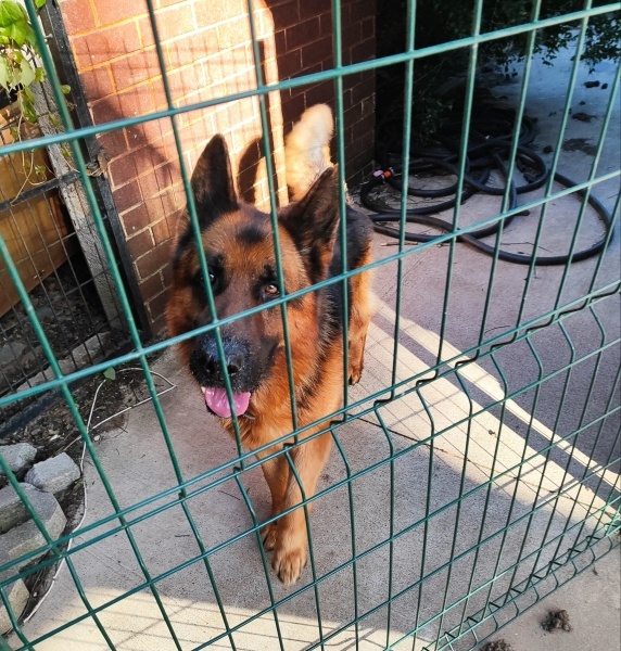 Alman Çoban Köpeği, Köpek  Çeyz fotoğrafı