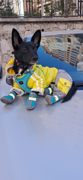 Chihuahua, Köpek  Karam fotoğrafı