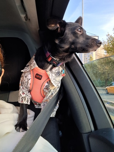 Chihuahua, Köpek  Karam fotoğrafı