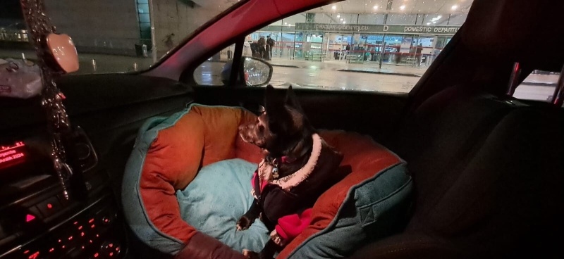 Chihuahua, Köpek  Karam fotoğrafı