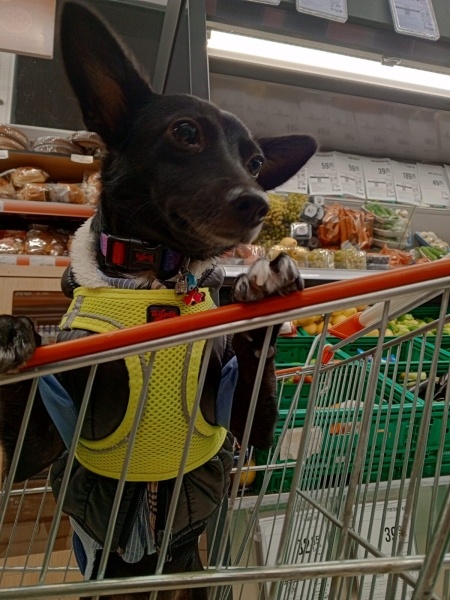 Chihuahua, Köpek  Karam fotoğrafı