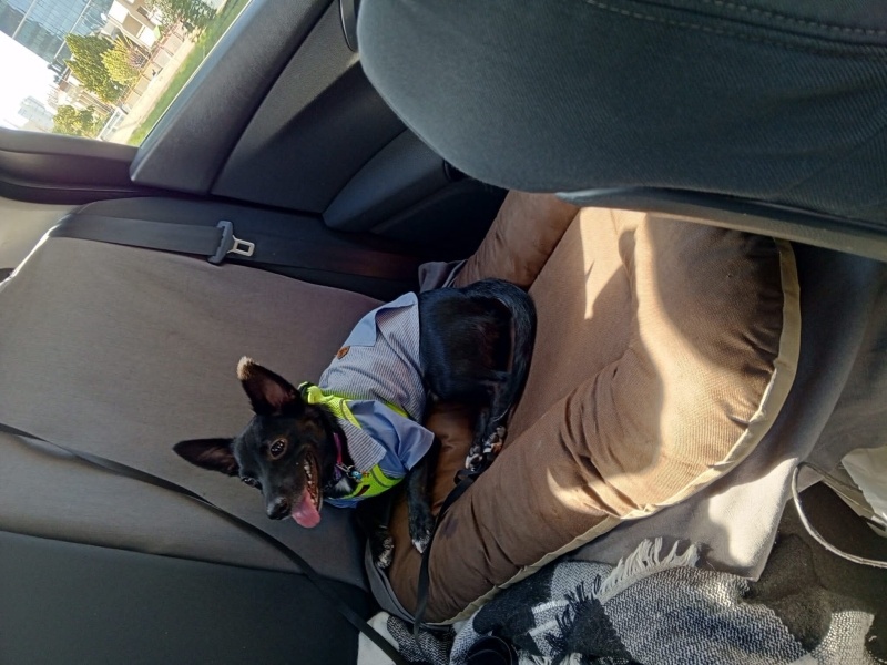 Chihuahua, Köpek  Karam fotoğrafı