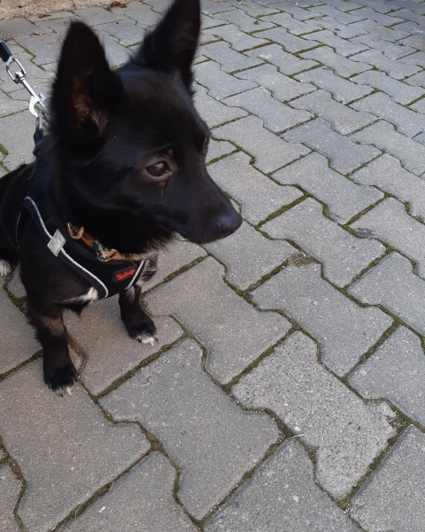 Chihuahua, Köpek  Karam fotoğrafı