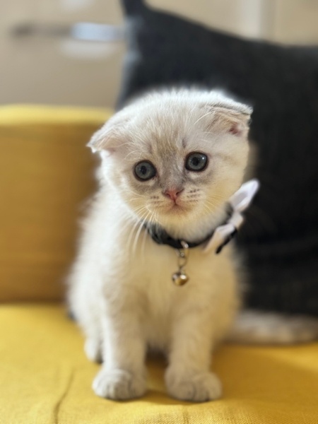 Scottish Fold, Kedi  Sütlaç fotoğrafı