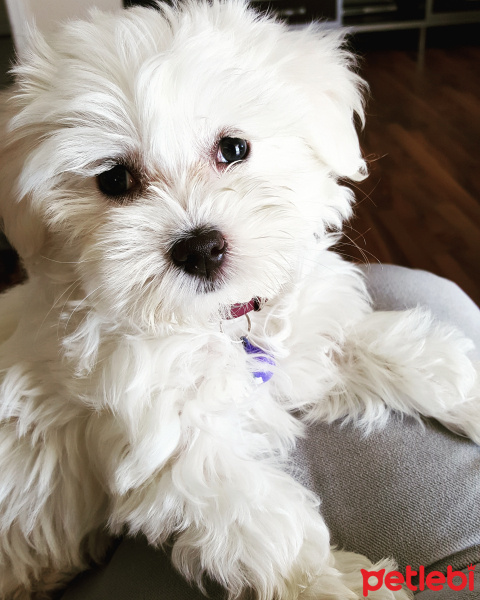 Maltese, Köpek  Bal fotoğrafı