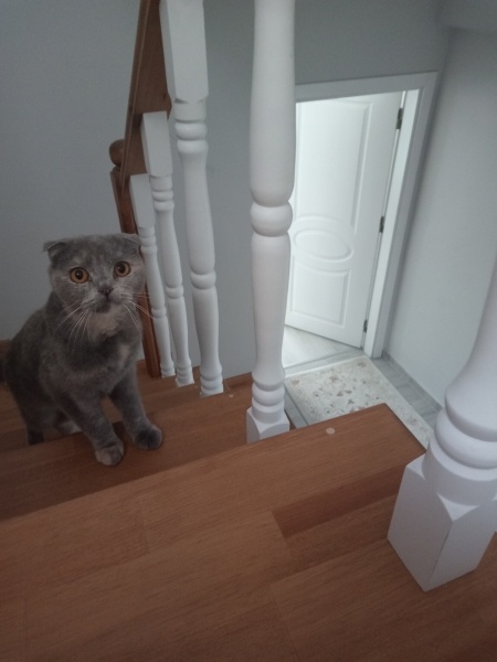Scottish Fold, Kedi  luna fotoğrafı
