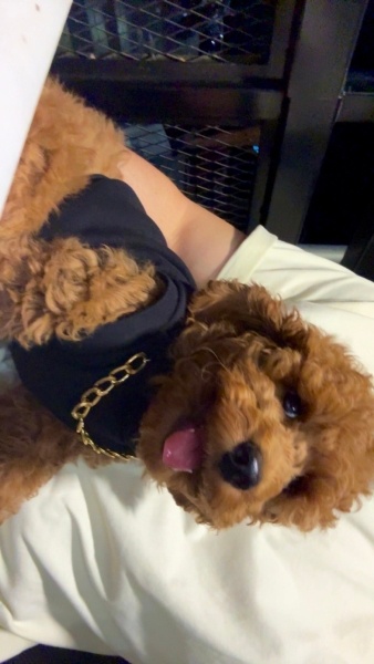 Poodle (Minyatür Kaniş), Köpek  badi fotoğrafı