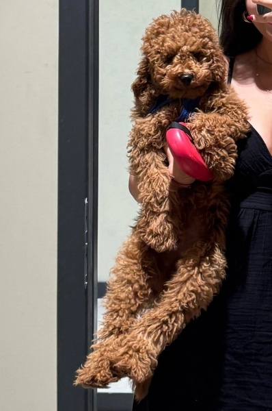 Poodle (Minyatür Kaniş), Köpek  badi fotoğrafı