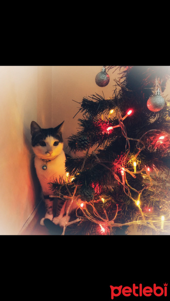 Tekir Kedi, Kedi  Kırpık fotoğrafı