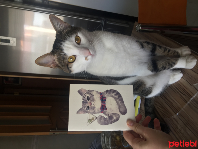 Tekir Kedi, Kedi  Kırpık fotoğrafı