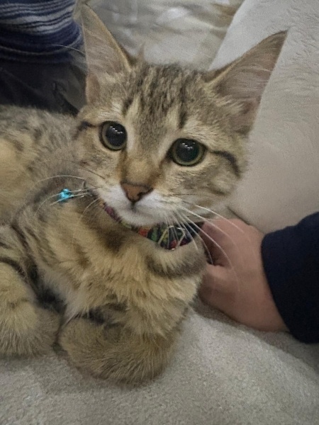 Tekir Kedi, Kedi  su fotoğrafı