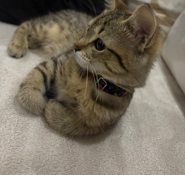 Tekir Kedi, Kedi  su fotoğrafı