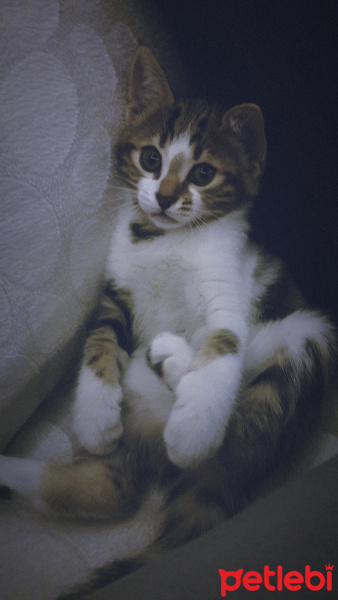 Tekir Kedi, Kedi  Sufle fotoğrafı