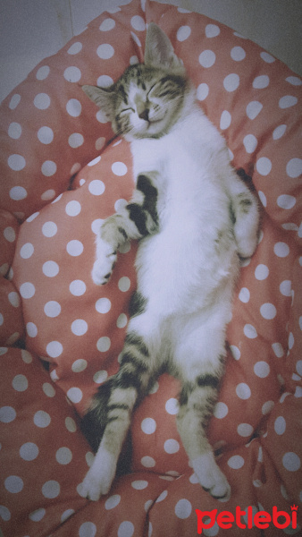 Tekir Kedi, Kedi  Sufle fotoğrafı