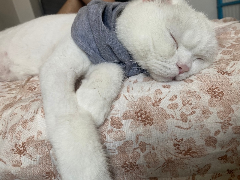 British Shorthair, Kedi  Minnoş fotoğrafı