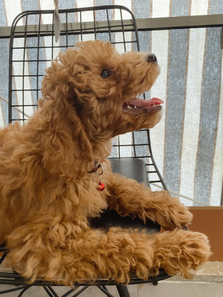 Poodle(Standart Kaniş), Köpek  Latte fotoğrafı