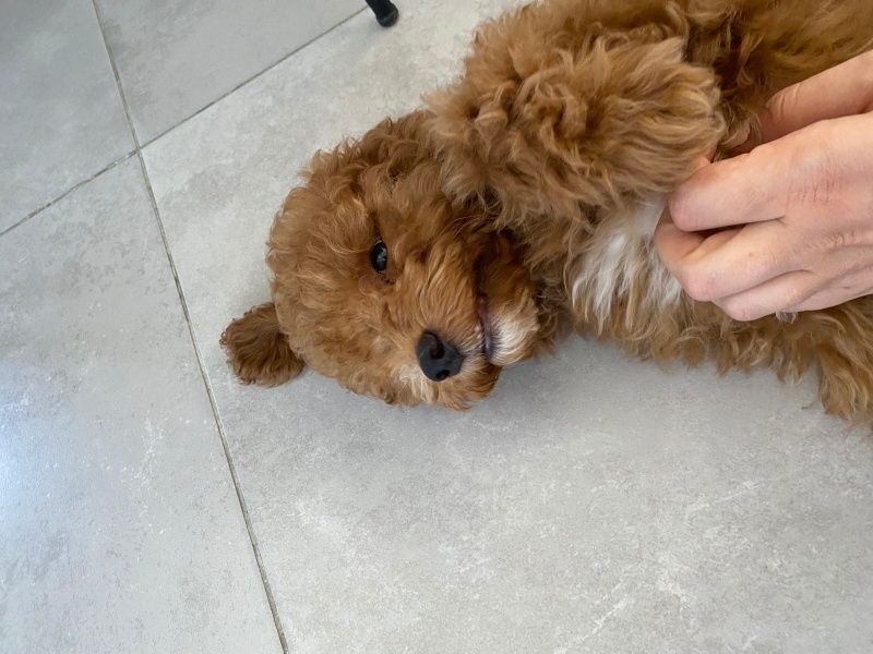 Poodle(Standart Kaniş), Köpek  Latte fotoğrafı