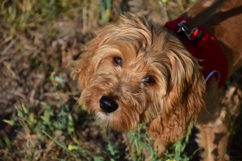 Maltese, Köpek  KAJU fotoğrafı
