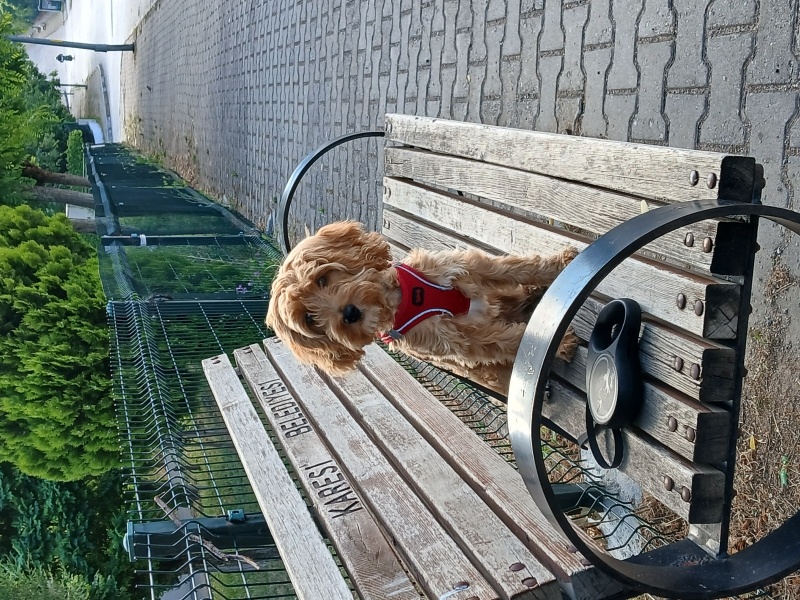 Maltese, Köpek  KAJU fotoğrafı