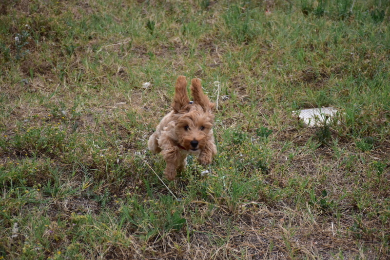 Maltese, Köpek  KAJU fotoğrafı