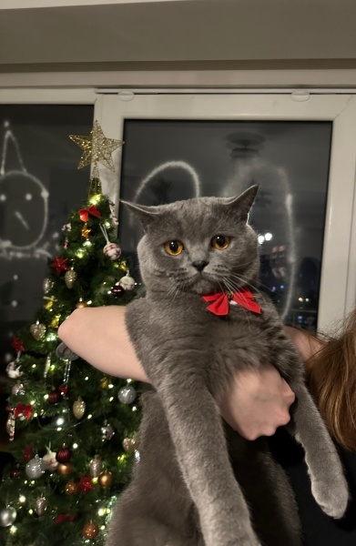 British Shorthair, Kedi  Lenin fotoğrafı