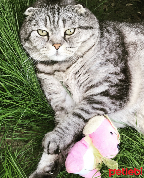Scottish Fold, Kedi  Murzik fotoğrafı