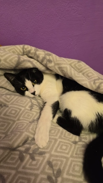 Tuxedo (Smokin) Kedi, Kedi  Gece fotoğrafı