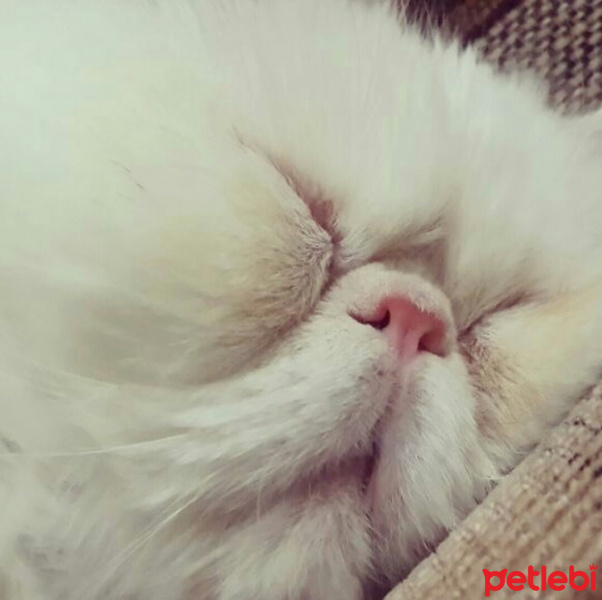 İran Kedisi (Persian), Kedi  Zuzu fotoğrafı