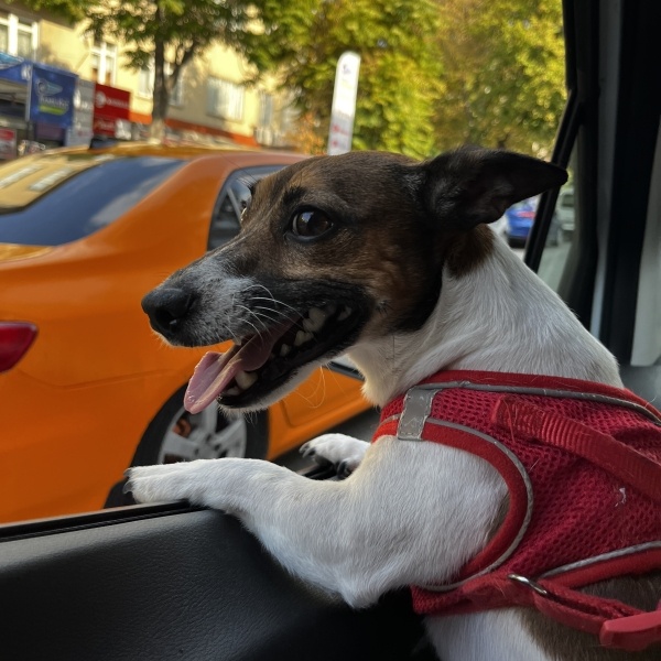 Jack Russell Terrier, Köpek  Fox fotoğrafı