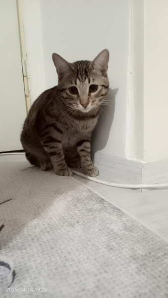 Tekir Kedi, Kedi  Bıdık fotoğrafı