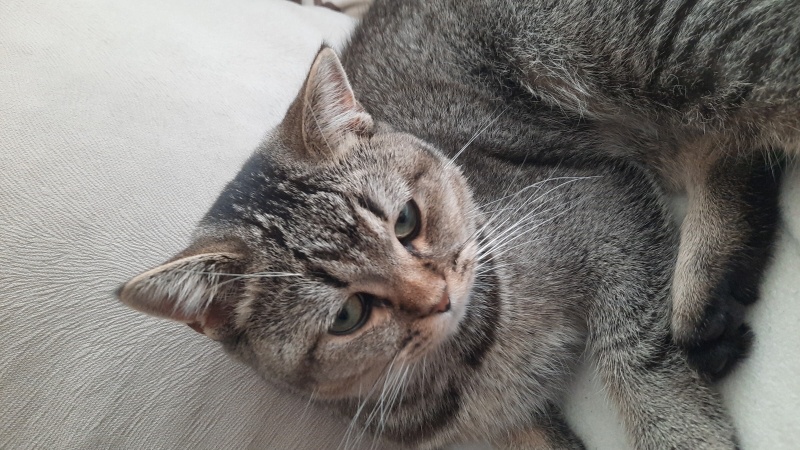 British Shorthair, Kedi  Pafi fotoğrafı