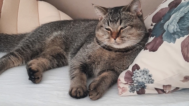 British Shorthair, Kedi  Pafi fotoğrafı