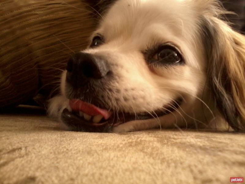 Cavalier King Charles Spanieli, Köpek  puki fotoğrafı