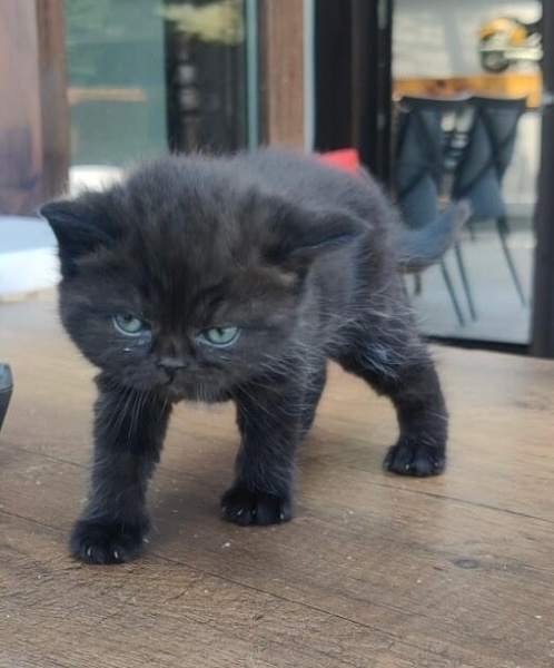 Brazilian Shorthair, Kedi  Siyah fotoğrafı