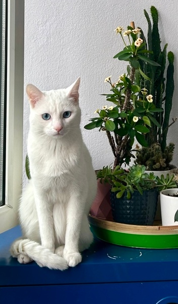 Ankara Kedisi, Kedi  Atlas fotoğrafı