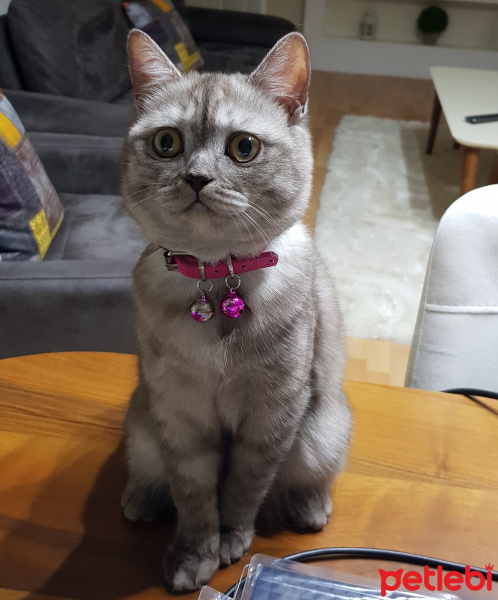 Scottish Fold, Kedi  lulu fotoğrafı