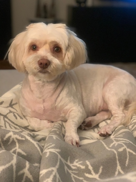 Maltese, Köpek  Kuki fotoğrafı