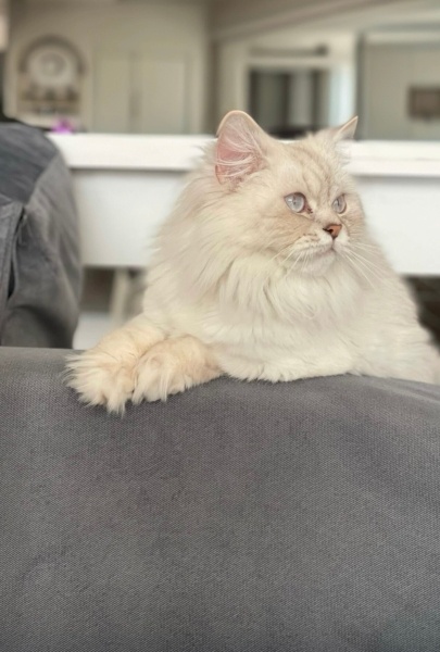 Scottish Fold, Kedi  Hermonie fotoğrafı