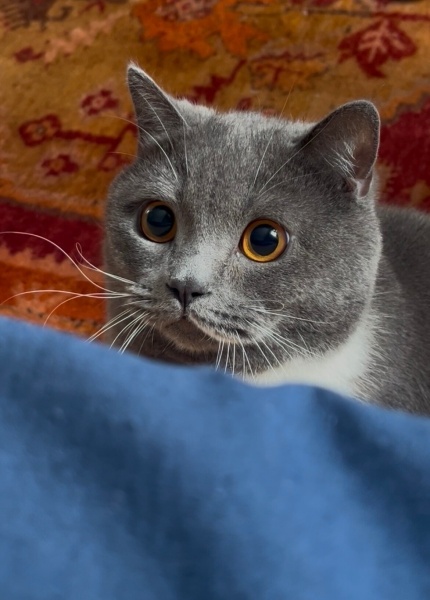 British Longhair, Kedi  Şans sefir fotoğrafı