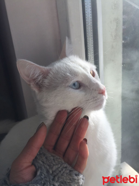 Van Kedisi, Kedi  Tarçın fotoğrafı