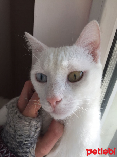 Van Kedisi, Kedi  Tarçın fotoğrafı