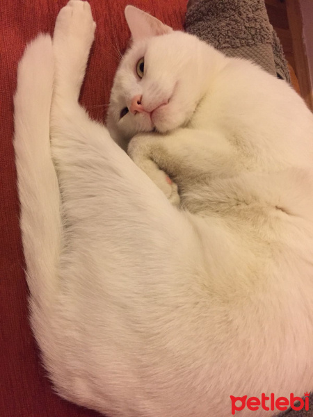 Van Kedisi, Kedi  Tarçın fotoğrafı