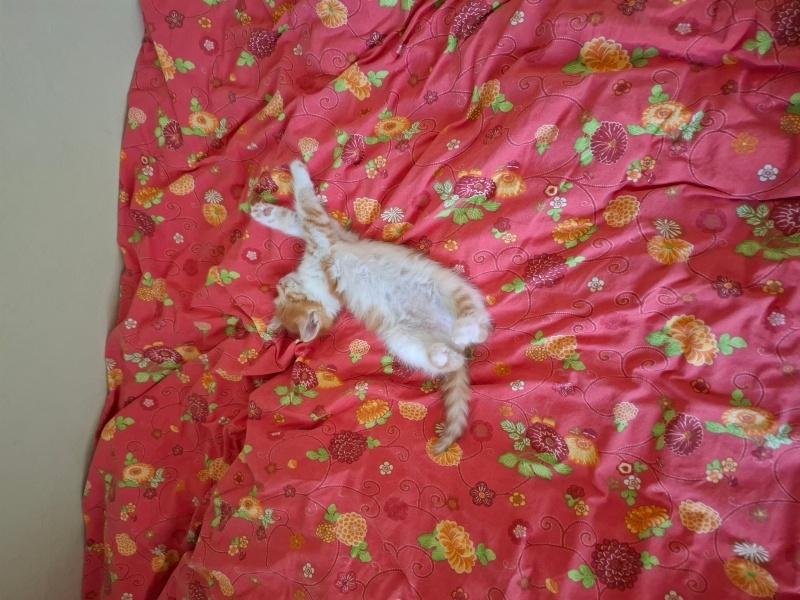 Sarman, Kedi  Soya fotoğrafı