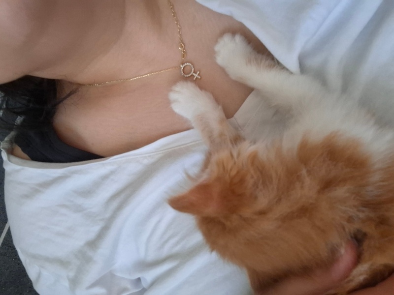 Sarman, Kedi  Soya fotoğrafı