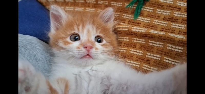 Sarman, Kedi  Soya fotoğrafı