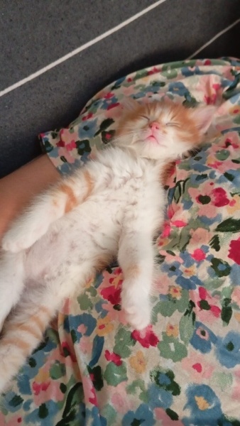Sarman, Kedi  Soya fotoğrafı