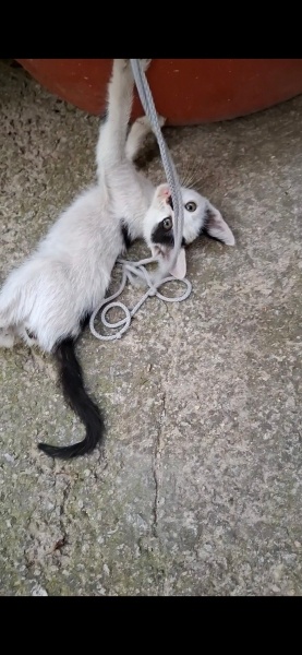 Sarman, Kedi  Soya fotoğrafı