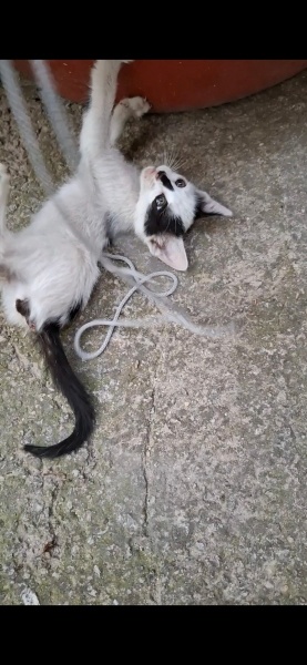 Sarman, Kedi  Soya fotoğrafı