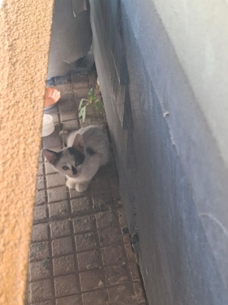 Sarman, Kedi  Soya fotoğrafı