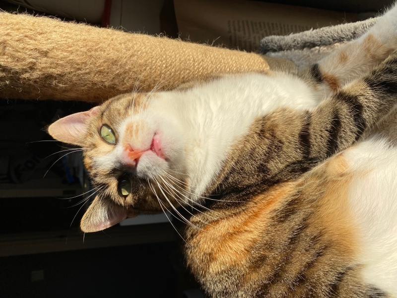 Tekir Kedi, Kedi  Ginger fotoğrafı